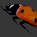 Shiny Red Ladybug With Black Spots Black Body And Legs On Dark Background With Reflection