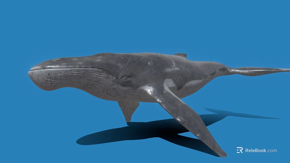Realistic 3D Model of Blue Whale with Detailed Features on Blue Background 3d model 