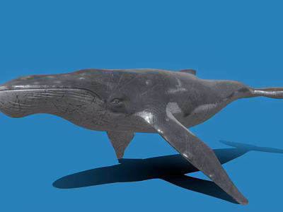 Realistic 3D Model of Blue Whale with Detailed Features on Blue Background 3d model