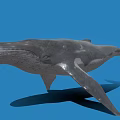 Realistic 3D Model of Blue Whale with Detailed Features on Blue Background