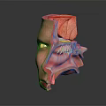 Human Head Organ Anatomical Model Showing Detailed Internal Eye And Nasal Cavity Structures
