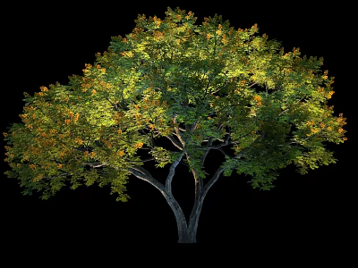 Lush Arbor With Double Trunk And Green Yellow Leaves In Black Background 3d model