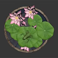Frog Sitting On Green Lotus Leaf With Pink Flowers In Wooden Bucket