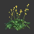 Beautiful Fresh Yellow Flowers with Green Leaves and Tall Natural Stems