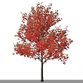 Tall Red Leaf Arbor With Human Silhouette Under Blue Sky And Clouds