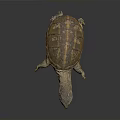 Turtle With Spotted Head Open Mouth And Brown Yellow Patterned Shell On Dark Background Reflection