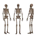 Human Skeleton Anatomical Medical Device Models With Three Angles For Education 3d model