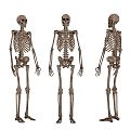 Modern skeleton human skeleton 3d model