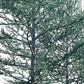 Evergreen Arbor Trees In Various Sizes Arranged With Human Figure For Scale 3d model