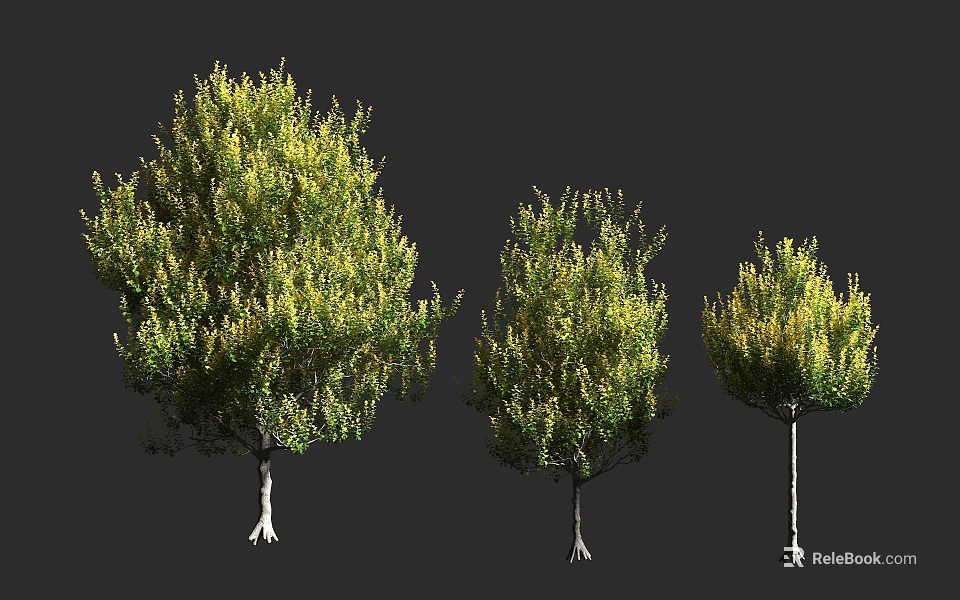 Three Trees With Different Sizes Green And Yellow Leaves And White Trunks On Gray Background 3d model 