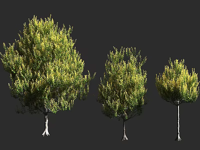 Three Trees With Different Sizes Green And Yellow Leaves And White Trunks On Gray Background 3d model