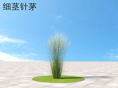Stipa Tenuissima Ornamental Grass On Circular Green Lawn Under Blue Sky 3d model