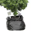 Lush Green Bonsai Potted Plants With Dense Foliage And Various Shapes In Black Pots For Indoor Decor
