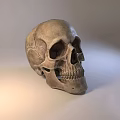 Realistic Detailed Human Skull Model With Textured Surface And Studio Lighting 3d model