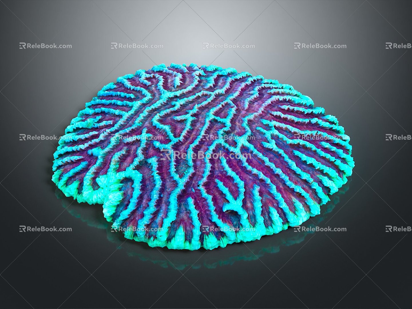 Modern Coral Red Coral White Coral Blue Coral 3d model