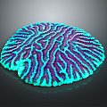 Modern Coral Red Coral White Coral Blue Coral 3d model