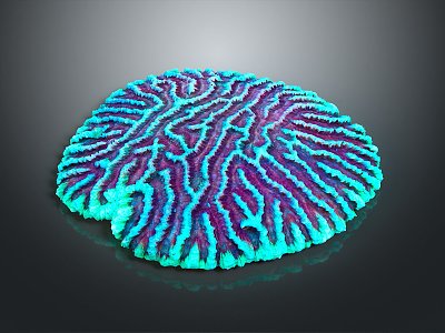 Modern Coral Red Coral White Coral Blue Coral 3d model