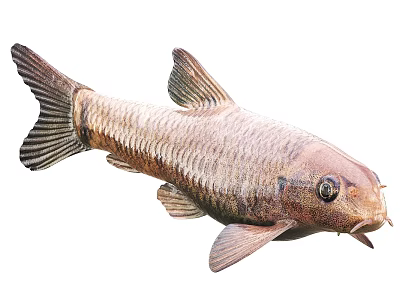 Aquatic Fish With Brown Body Scales Fins Tail And Eye Details 3d model