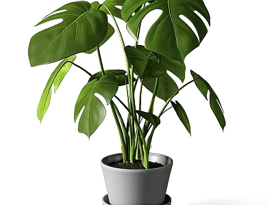 Indoor Decorative Plant Arrangement With Monstera Leaves In Gray Pot And Saucer 3d model