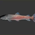 Aquatic Animal Pink Blue Body With Black Spots And Shiny Fins On Dark Background