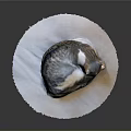 Gray And White Cat Curled Up Sleeping On Soft Round Mat With Dark Background 3d model