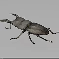 Stag Beetle With Large Prominent Horn And Dark Body Displayed On Gray Background