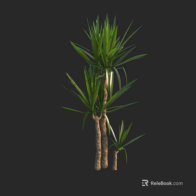 3D Rendered Dragon Tree With Three Trunks And Green Leaves On Black Background 3d model 