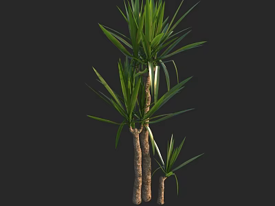 3D Rendered Dragon Tree With Three Trunks And Green Leaves On Black Background 3d model