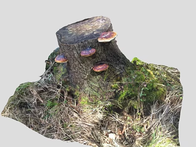 Old Tree Stump With Red Mushrooms And Green Moss In Dry Grass 3d model