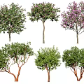 Ornamental Arbor Trees with Colorful Blooms Green Foliage and Red Trunks for Garden Landscaping