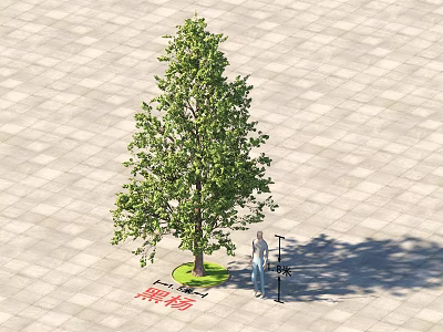 Tall Arbor With Green Leaves Standing On Stone Pavement With Person Measuring 3d model