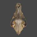 Realistic Animal Skull Side View With Sharp Canine Teeth And Bone Texture