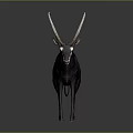 Gray Eland Antelope With Long Curved Horns Standing Isolated On Dark Background