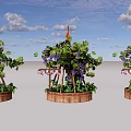 Garden Landscape With Wooden Trellis Grape Vines Purple Grapes And Barrel Planters