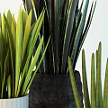 Green Long Leaf Potted Plants In White Ribbed And Black Planters