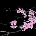 Vibrant Flowering Tree with Pink Blossoms and Green Leaves on Black Background
