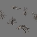 3D Rendered Dry Arbor Trees With Various Branch Root Structures And Shapes
