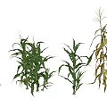 Garden Landscape Displaying Corn Plants In Various Growth Stages With Green And Yellowing Leaves