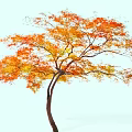 Tall Tree with Vibrant Orange and Yellow Autumn Leaves and Spreading Branches