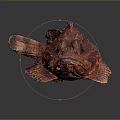 Aquatic Animal Red Fish With Rough Textured Skin On Dark Background Surface