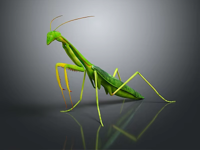 Green Praying Mantis with Long Slender Legs on Dark Reflective Surface 3d model