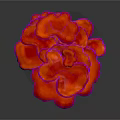 Vibrant Red Flower Shaped Vegetable With Pink Edges On Dark Background