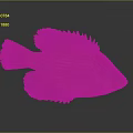 Orange Fish With Detailed Scales And Textured Fins On Gray Background With Reflection