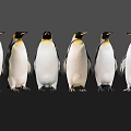 Black and white penguins standing in a line against dark background with ground reflections