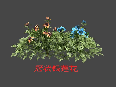 Vibrant Crown Anemone Flowers With Blue And Orange Blooms And Green Foliage 3d model