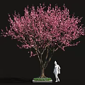 Pink Flowering Tree with White Base and Green Plants Near Human Figure Sculpture
