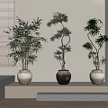 Three Potted Bonsai Plants With Green Foliage In Decorative Ceramic Pots On Light Colored Shelf