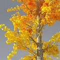Modern Tree Ginkgo Tree Ginkgo Tree 3d model