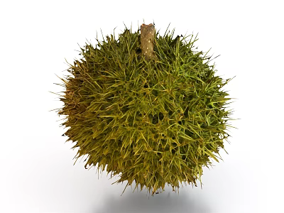 Fresh Green Durian Fruit With Thorny Husk And Round Shape On White Background 3d model