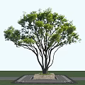 Arbor With Lush Green Leaves Dark Trunk On Stone Base Blue Sky